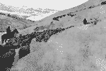 ovejas + nevado
