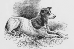 perro